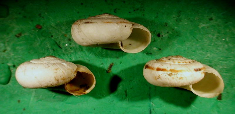 Candidula spadae (Calcara, 1845)  dalle Mainarde(FR)